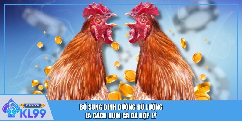 Bổ sung dinh dưỡng đủ lượng là cách nuôi gà đá hợp lý