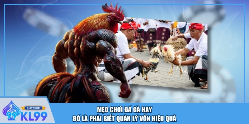 Mẹo chơi đá gà hay đó là phải biết quản lý vốn hiệu quả